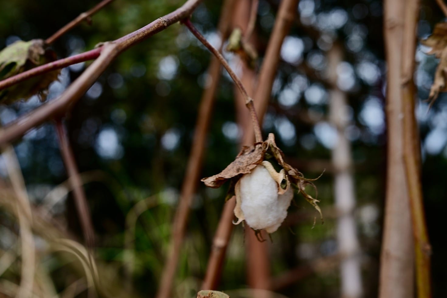 Why Natural Fibers Are Revolutionizing Healthcare Clothing