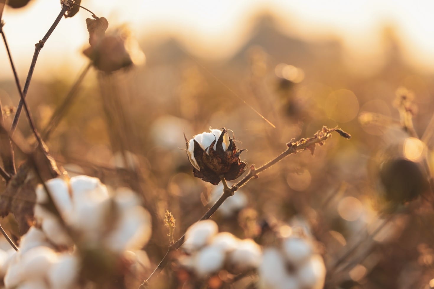 Organic Cotton in Medical Wear: Benefits You Should Know